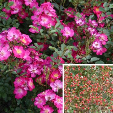Rosa x polyantha NECTAR GARDEN LILLIPUTS Lupo - Dwarf Rose
