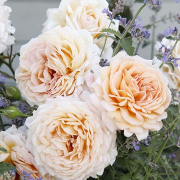 Rosa x Thé PARFUMA - 'Grande Duchesse Louise' - Hybrid Tea Rose