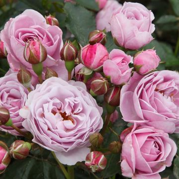 Rosier PATIO ROSE® Nautica