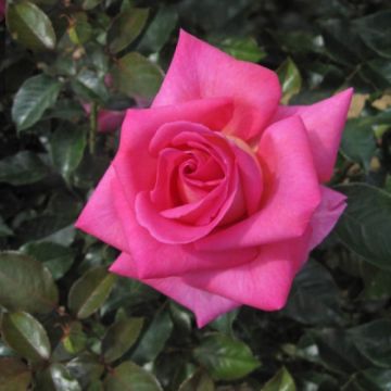 Rosa Parfum Royal - Hybrid Tea Rose