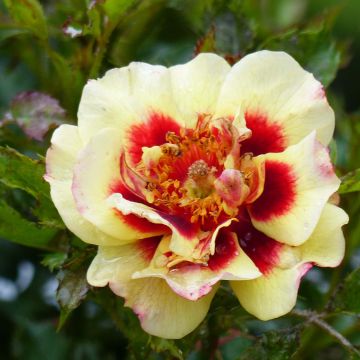 Rosa x persica 'Pastel Babylon Eyes' - Miniature Rose