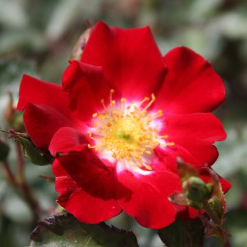 Rosa 'Rouge Meillandécor' - Shrub Rose