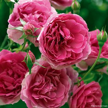 Rosa 'Pink Cloud' - Climbing Rose