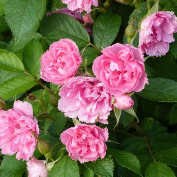 Rosa (x) rugosa Pink Grootendorst