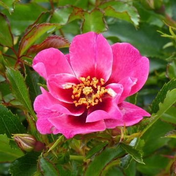 Rosa x persica 'Queen Babylon Eyes' - Miniature Rose