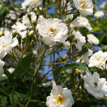 Rosa x multiflora 'Rambling Rector' - Rambling Rose