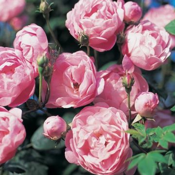 Rosa Raubritter - Climbing Rose