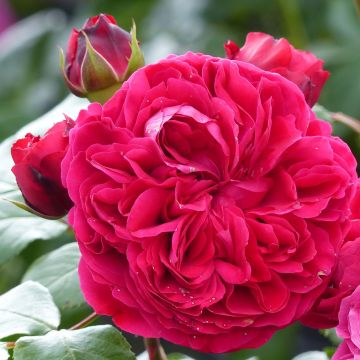 Rosa x floribunda Red Leonardo da Vinci Meiangele