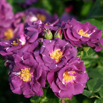 Rosa Rhapsody In Blue - Shrub Rose