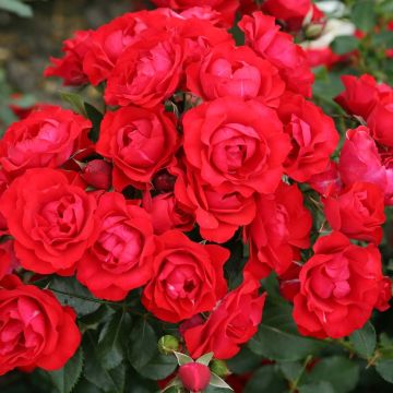 Rosa x floribunda Rigo Rosen Black Forest Rose - Floribunda Rose