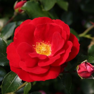 Rosa x floribunda Rigo Rosen Caracho - Groundcover Rose