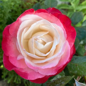 Rosa Nostalgie - Hybrid Tea Rose