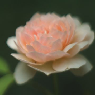 Rosa  Sweet Juliet - English Shrub Rose