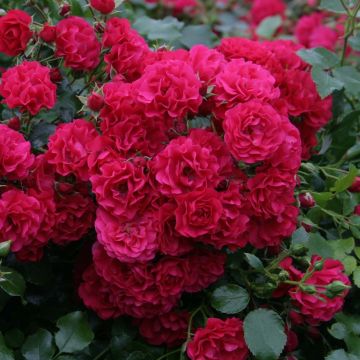 Rosa x polyantha - Sans Contraintes - 'Toscana' - Ground Cover Rose
