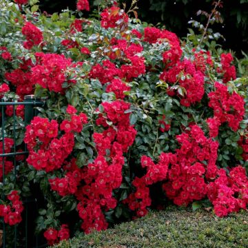 Rosa x floribunda Urban Streetlight Rekord Sommerabend - Groundcover Floribunda Rose