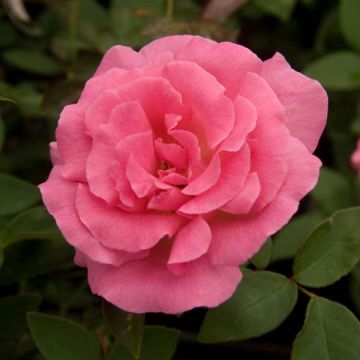Rosa x Bourbon 'Zéphirine Drouhin' - Climbing Rose