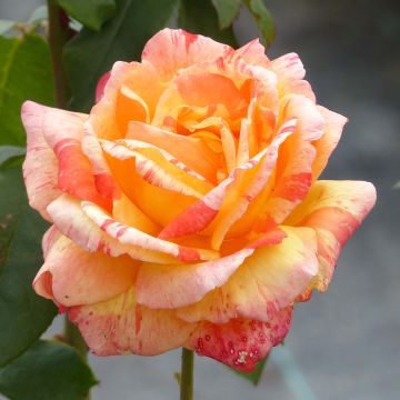 Rosa 'André Willemse' - Hybrid Tea Rose