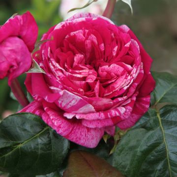 Rosa 'Crazy Fashion' - Hybrid Tea Rose