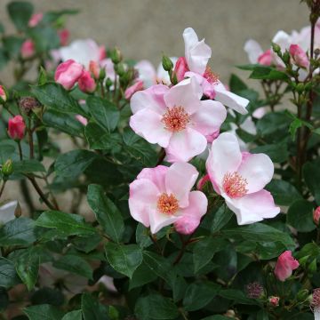 Rosa x floribunda Astronomia - Floribunda Rose