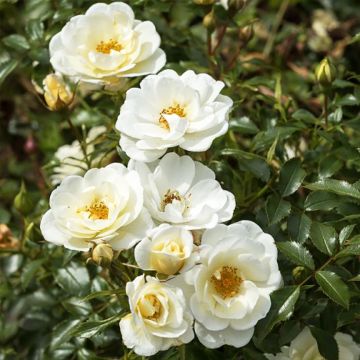 Rosa Bees Paradise Ivory - patio rose