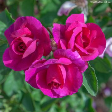 Rosa Bluebell - Floribunda Rose
