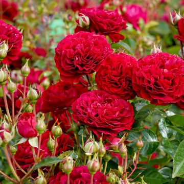 Rosa floribunda Bordeaux