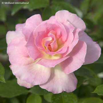Rosa  'Meibeausai' CHARLES AZNAVOUR® - Rosier Charles Aznavour, Rosier Seduction