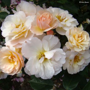 Rosa moschata Comtesse André dOultremont - Musk Rose