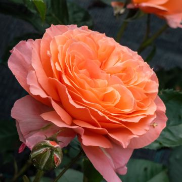 Rosa x floribunda Don Pacello 'Pandocell'