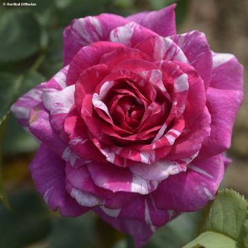 Rosa x floribunda Fizzy Lady