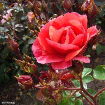 Rosa x floribunda - 'Folle Framboise' - Shrub Rose