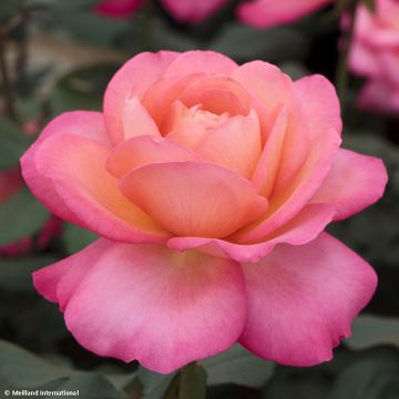 Rosa Jazz Festival - Modern Hybrid Tea Rose