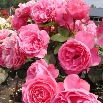 Rosa x floribunda Leonardo Da Vinci - Floribunda Rose