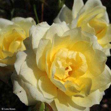 Rosa floribunda Love letter