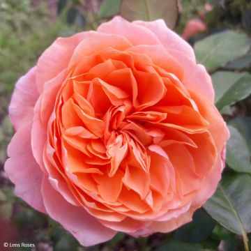 Rosa x floribunda 'Marc's Jubilee' - Shrub Rose