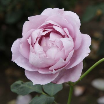 Rosa x floribunda Novalis - Floribunda Rose