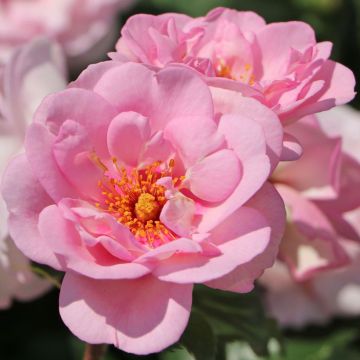 Rosa x Hulthemia persica Orienta Magnolia