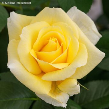 Rosa  'Meilaocil' RUSTICA® III - Rosier Rustica III, Rosier Rustica amélioré