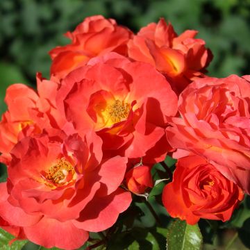 Rosa x floribunda Salto