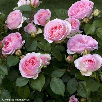 Rosa  'Meisselpier' SOPHIA ROMANTICA® - Rosier Sophia Romantica, Rosier Kurfürstin Sophie