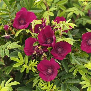 Rosa x rugosa Strandperle - Rugosa Rose