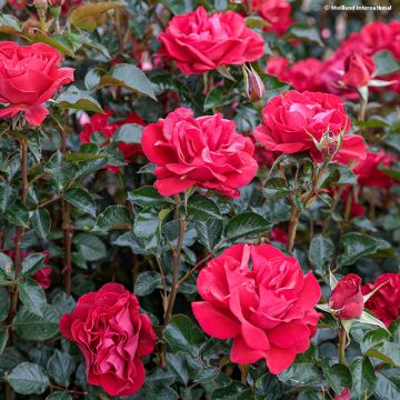 Rosa x floribunda Summer Sangria® 'Meizilena'