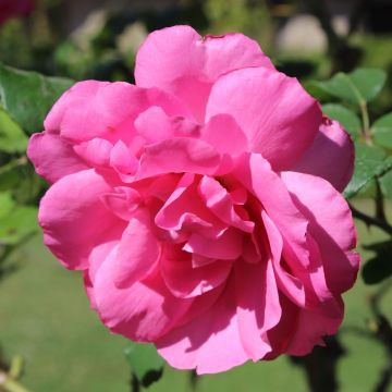 Rosa Sylvie Vartan - Floribunda Rose