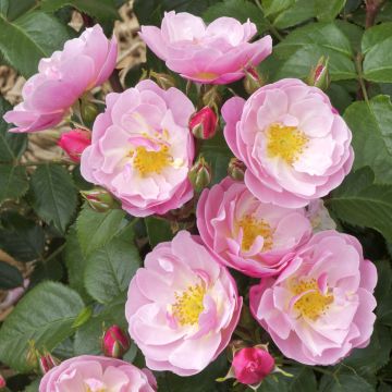 Rosa Utopia - Polyantha Rose