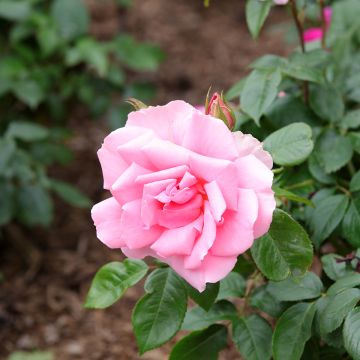 Rosa x floribunda Ville de Saumur - Floribunda Rose