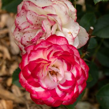 Rosa Zelda - Shrub Rose