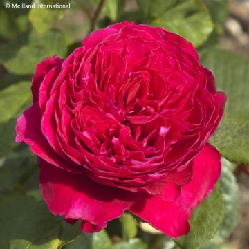 Rosa  'Meikarouz' ALAIN SOUCHON® - Rosier Alain Souchon, Rosier Father's Love, Rosier Caruso