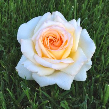 Rosa Anatasia - Hybrid Tea Rose