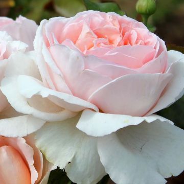 Rosa André Le Nôtre - Modern Hybrid Tea Rose