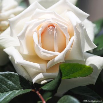Rosa 'Anggun' - Shrub Rose